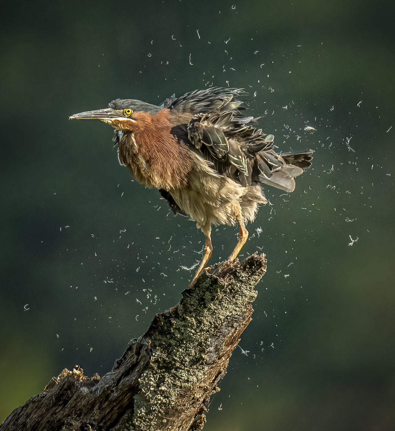Shaking It Off by Ed Palaszynski (Group 11)